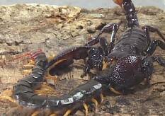 非洲帝王蝎vs加拉帕格斯巨人蜈蚣 被虐�K了！
