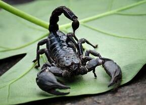 雨林蝎有毒吗？亚洲雨林蝎的毒性大吗？