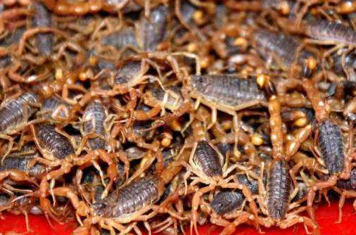 蝎子养殖关于蝎种的投放要注意什么？